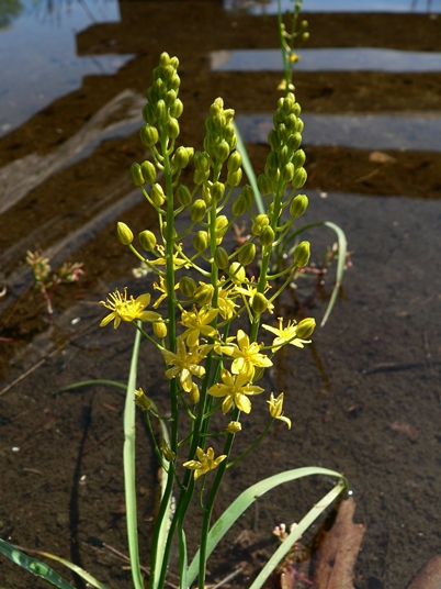 {Schoenolirion croceum}